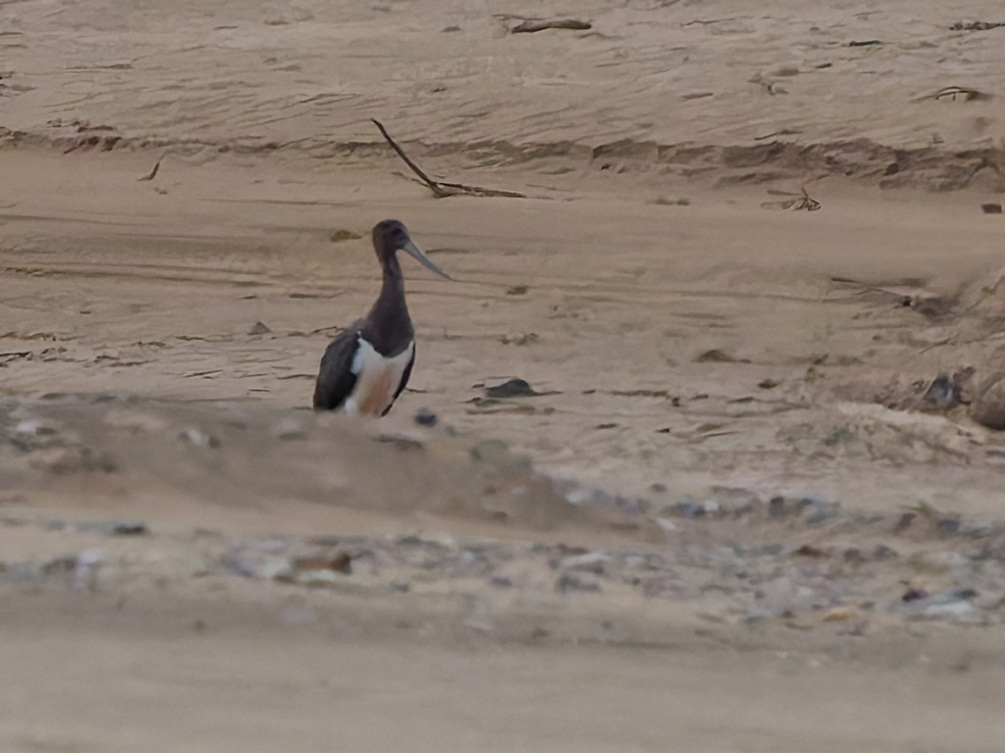 Ciconia nigra / Black stork / Zwarte ooievaar